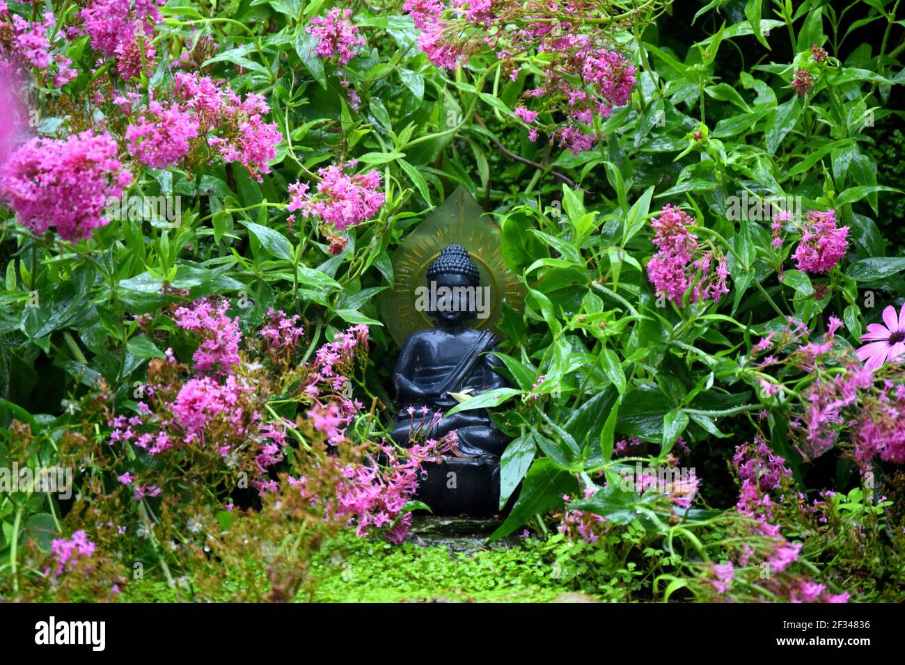 Bouddha au milieu des fleurs roses Banque D'Images