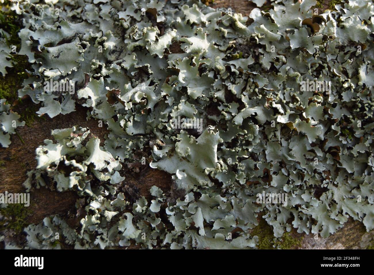 Lichen gris sur la Bark Banque D'Images