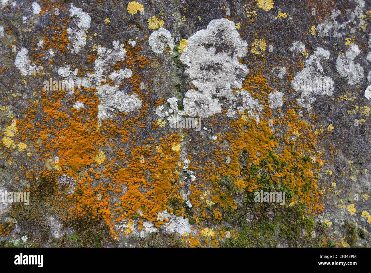 Variété de lichen sur pierre Banque D'Images