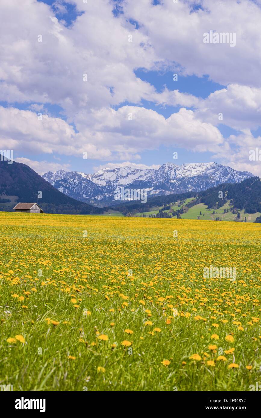 Géographie / Voyage, Allemagne, Bavière, floraison Loewenzahnwiese (Taraxacum), paysage naturel près de Fuessen, Allgaeu est, liberté-de-Panorama Banque D'Images