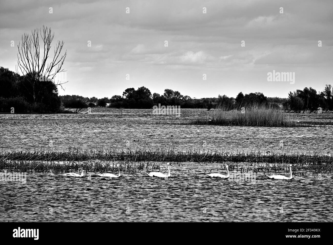 Natation de cygne après l'inondation à l'embouchure de la rivière Warta en Pologne, monochrome Banque D'Images