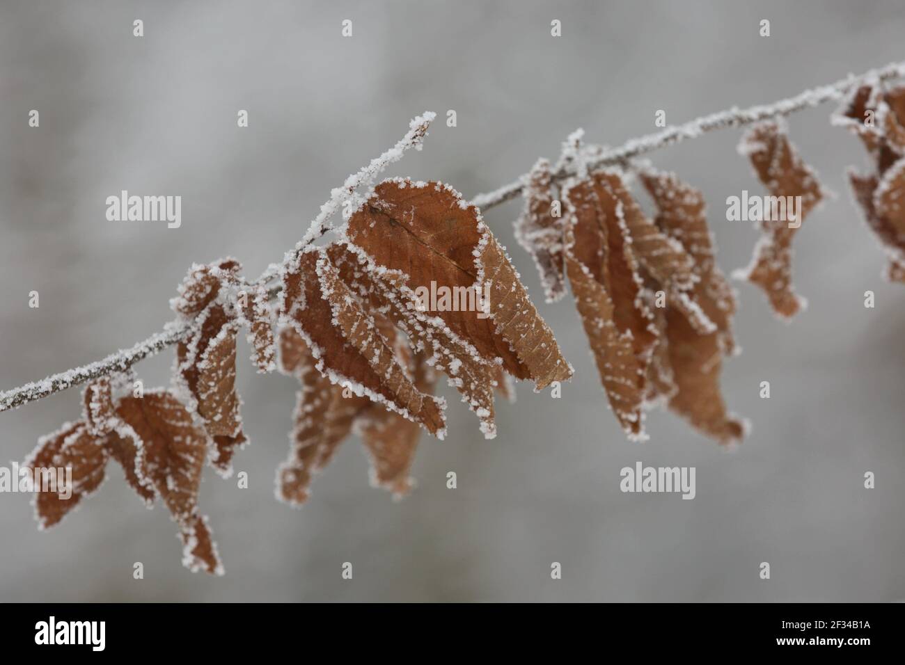 Les feuilles congelées hivernales se rapprochent de la neige isolée. Banque D'Images