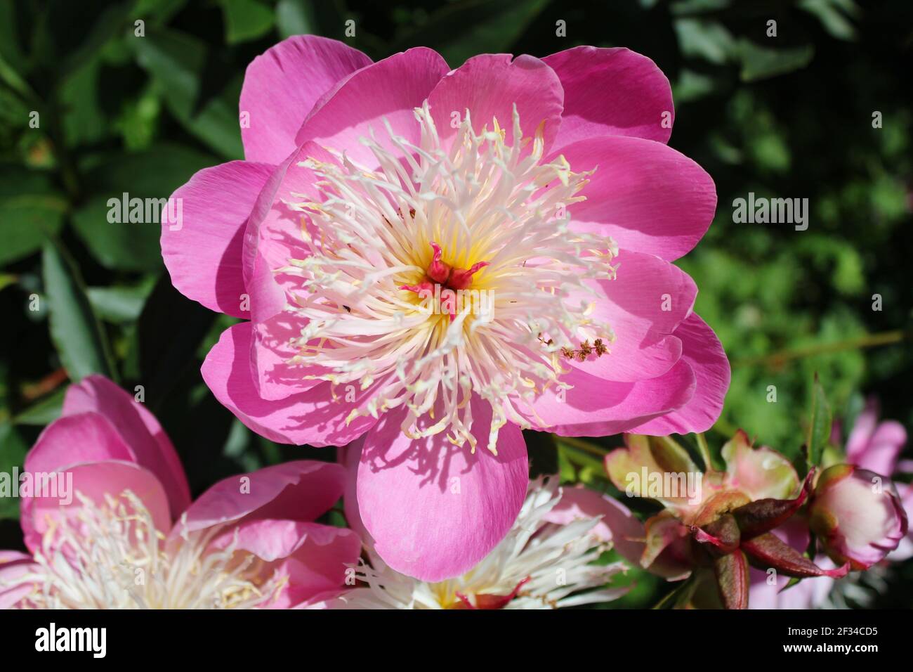 Peony très attrayant photographié dans LockDown Britain. Quelque chose de sourire. Banque D'Images