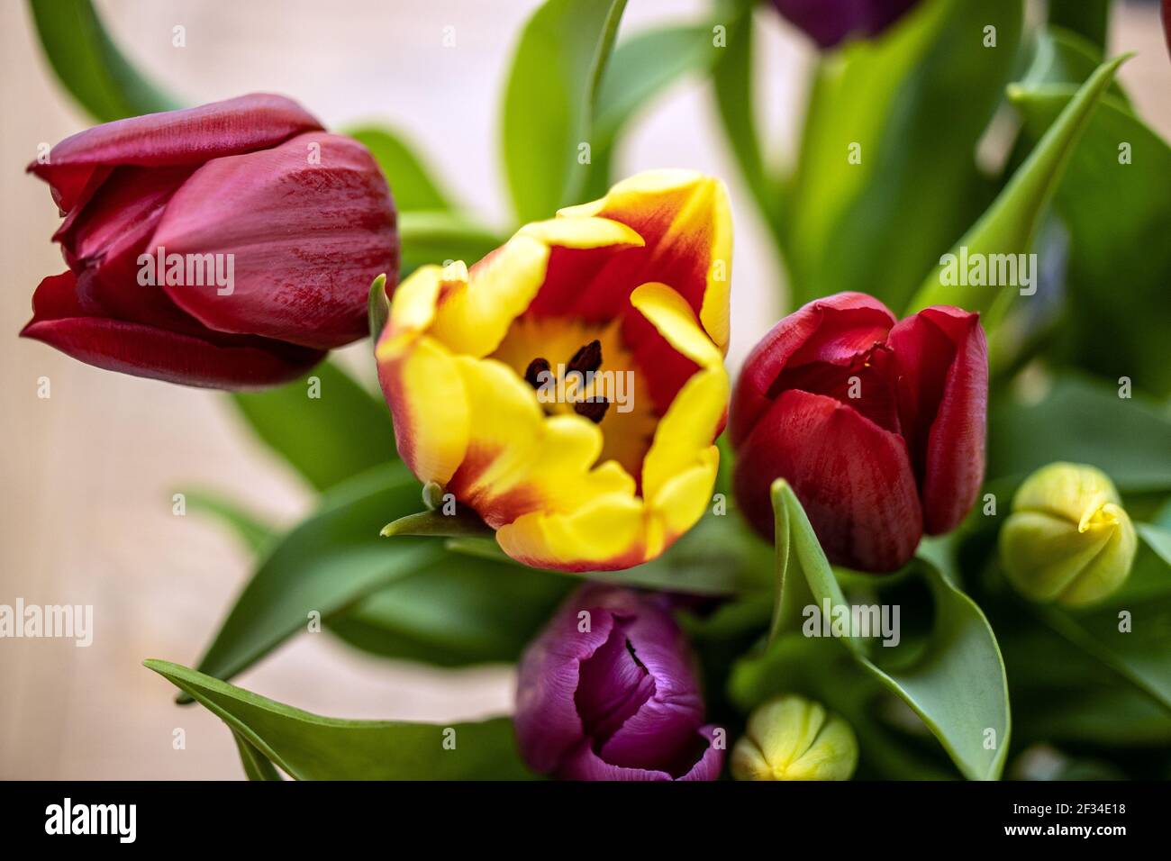 Gros plan de fleurs de tulipe jaunes, rouges et violettes dans un bouquet de fête des mères Banque D'Images