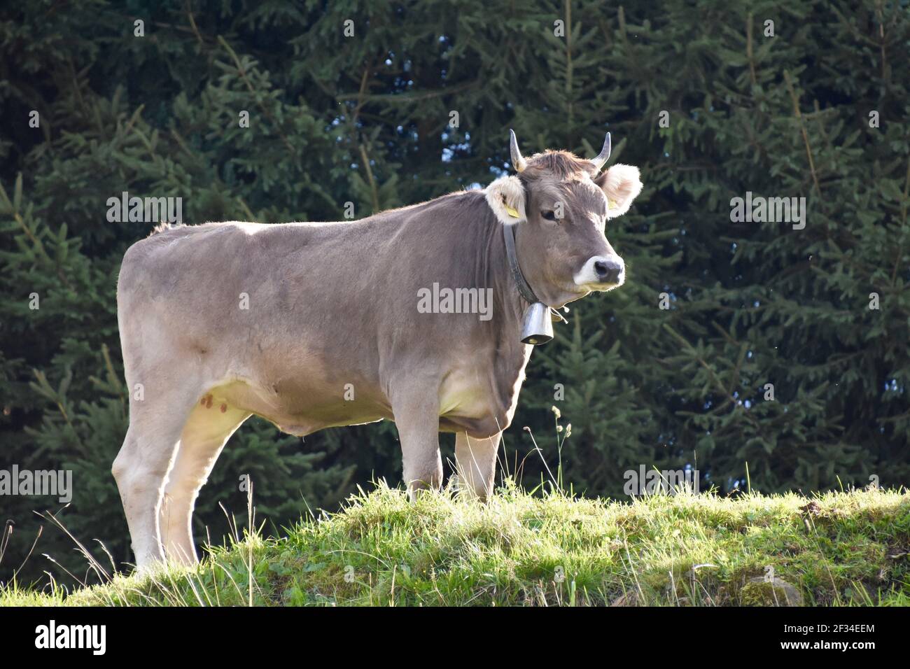 Vaches descendant des Alpes, Entlebuchar Alpafahrt, Suisse Banque D'Images