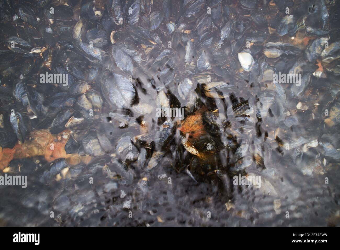 moules de fruits de mer seashell sous l'eau Banque D'Images