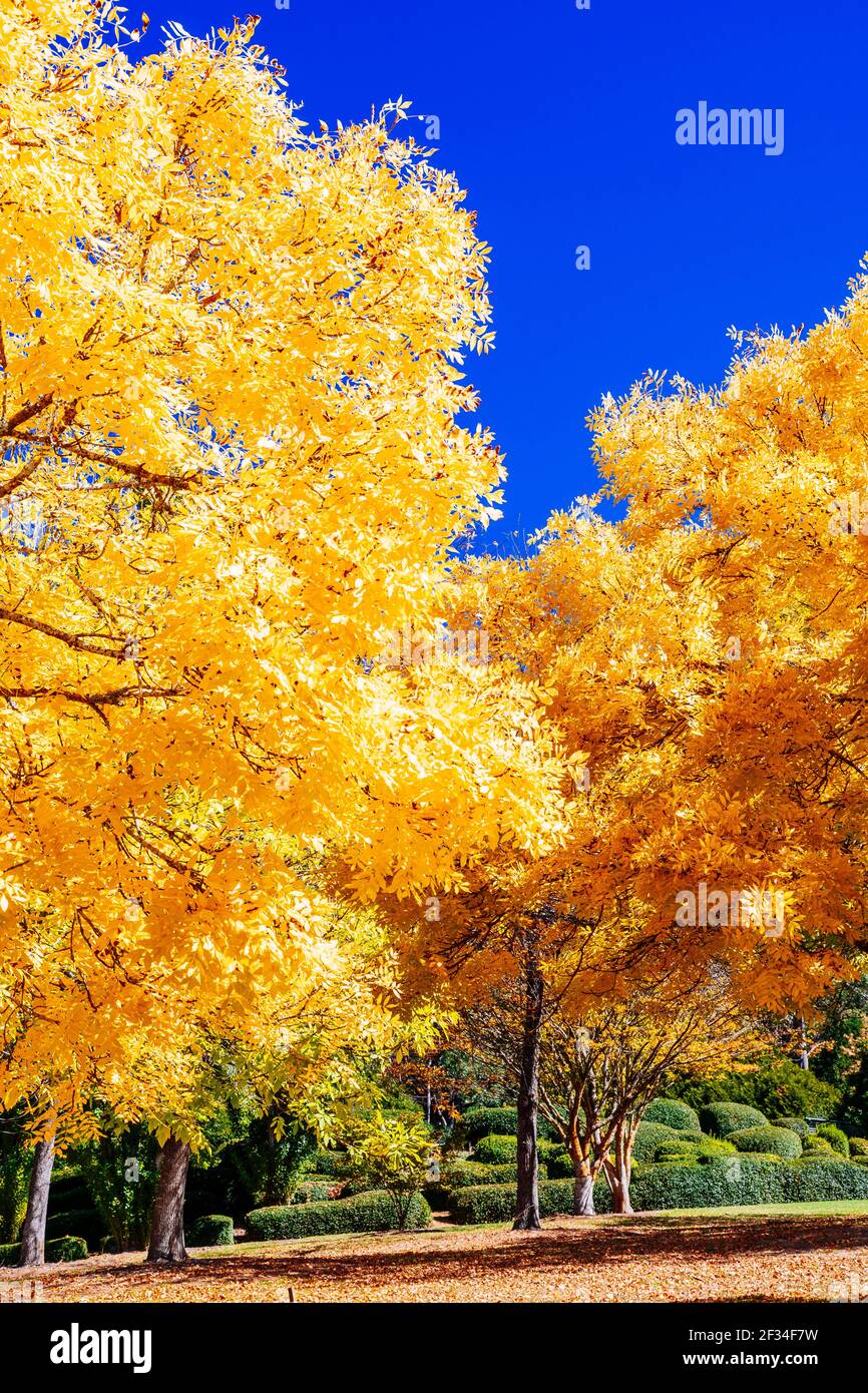 Feuilles colorées dans les jardins botaniques Mount Lofty, Australie méridionale Banque D'Images