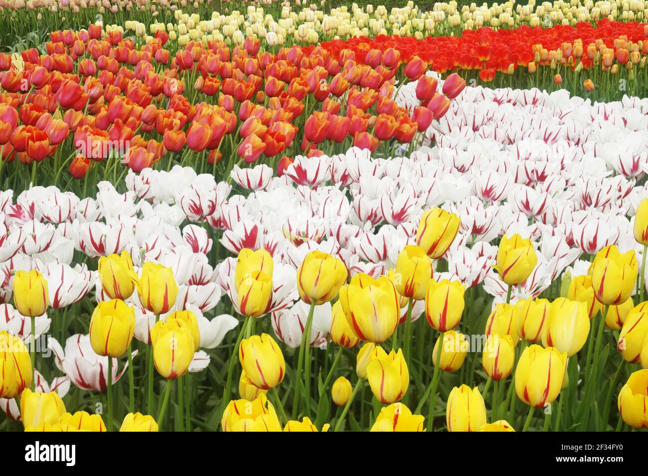 Fleurs de tulipes mixtes BedsKeukenhof Gardens pays-Bas PL001738 Banque D'Images