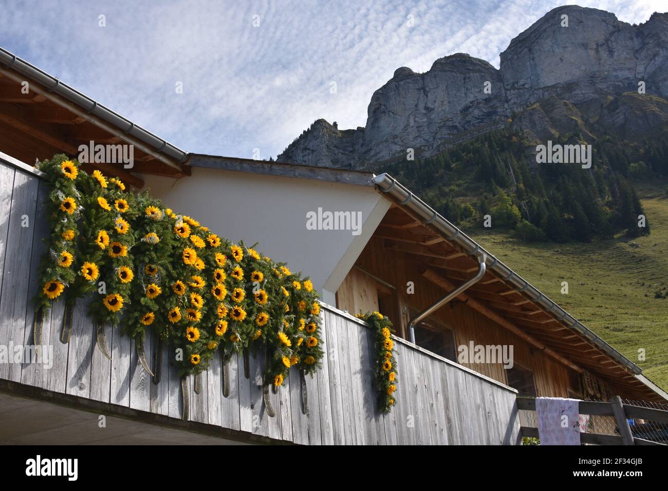 Vaches descendant des Alpes, Entlebuchar Alpafahrt, Suisse Banque D'Images