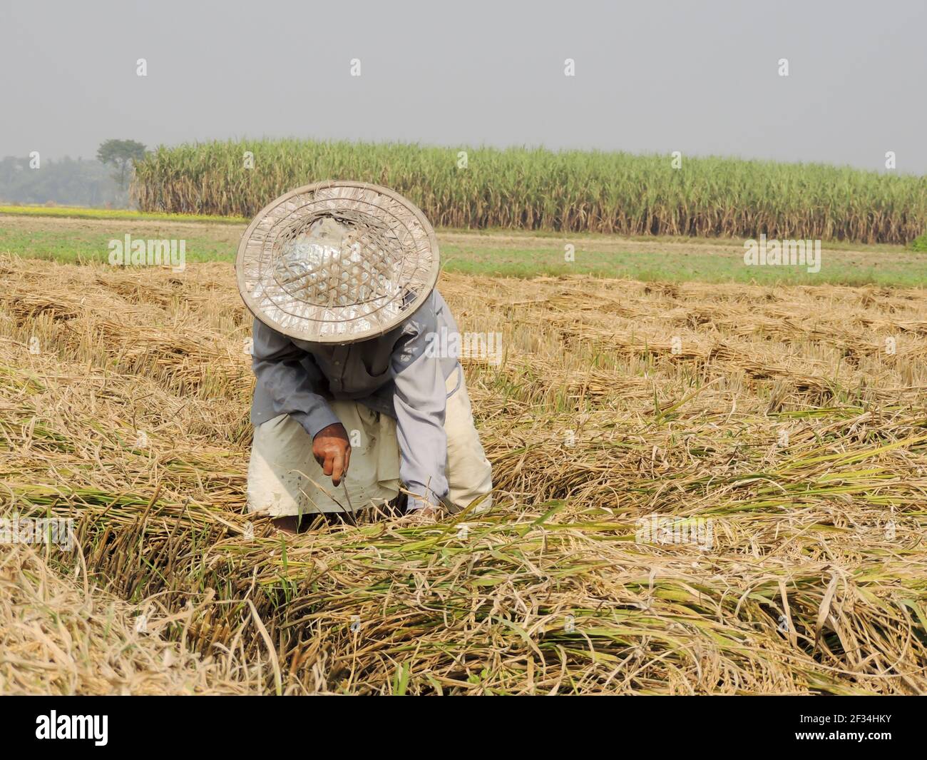 Un fermier dans un champ portant un chapeau de coterie Banque D'Images