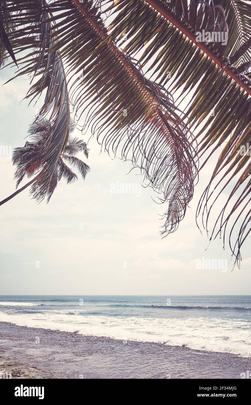 Feuilles de palmier sur une plage tropicale, teintes rétro appliquées. Banque D'Images