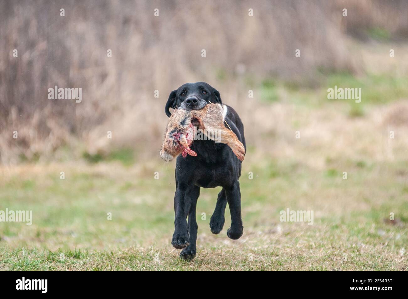 Le Old Black Labrador Retriever récupère un lapin mort pendant un essai sur le terrain Banque D'Images