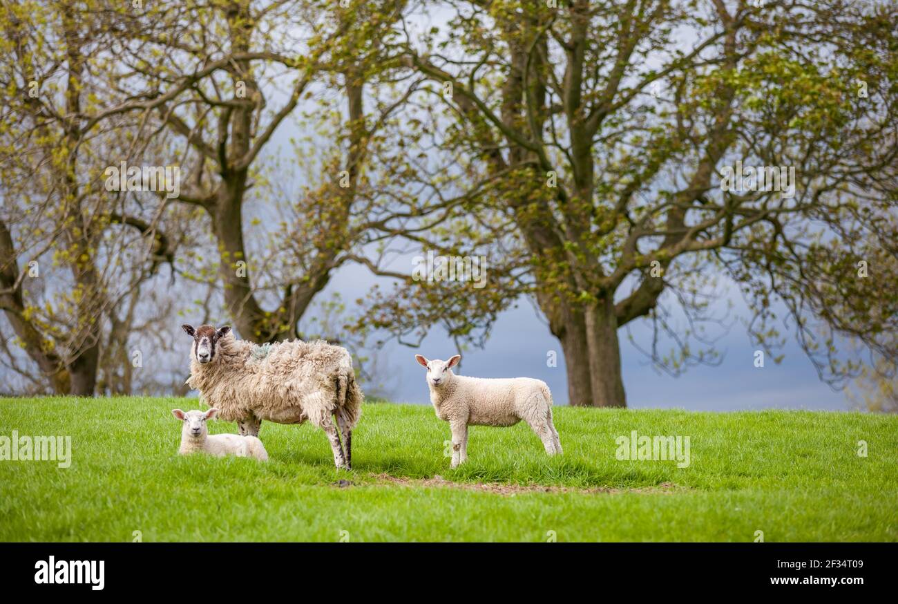 brebis brebis maman et deux agneaux jumeaux ensemble à l'extérieur pâturage d'herbe verte Banque D'Images