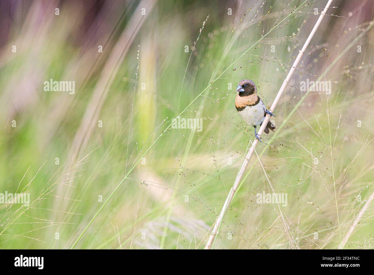 Un oiseau de mannequin aux châtaignes perché sur une branche de plante Banque D'Images