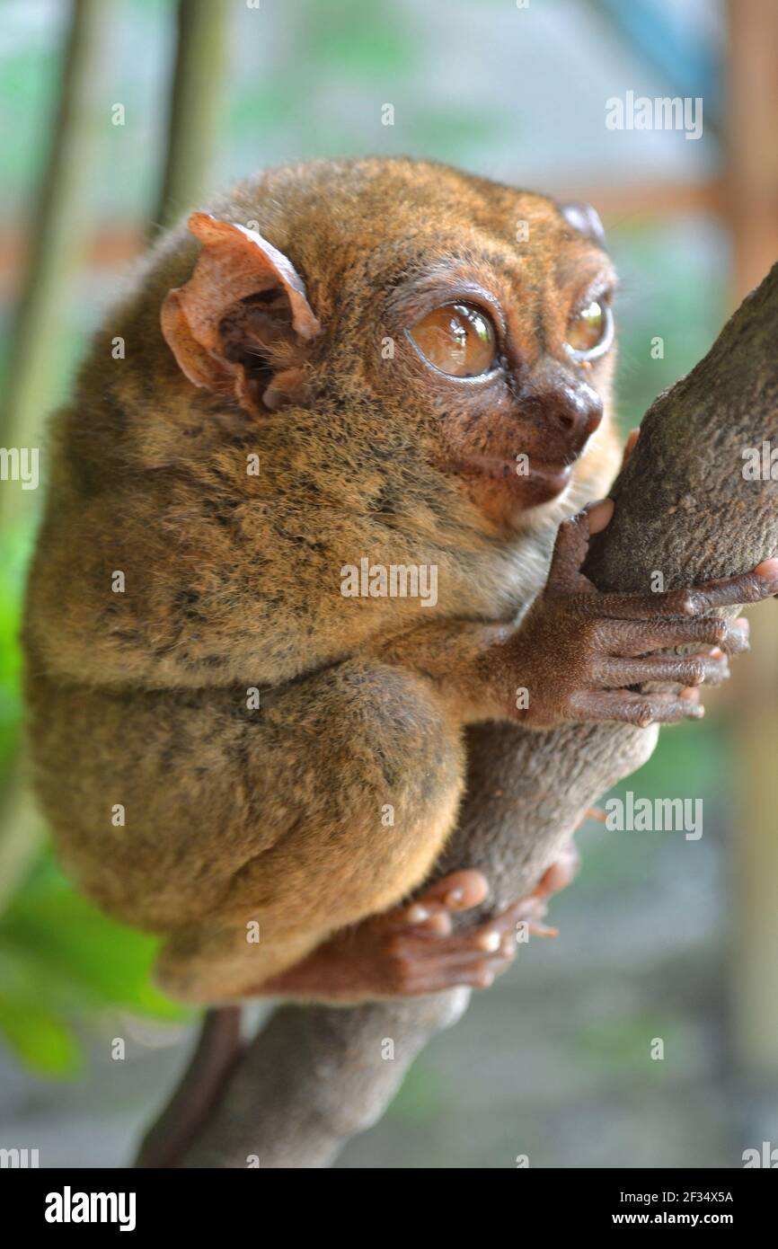 Philippine Tarsier sur une branche, petit singe timide Banque D'Images