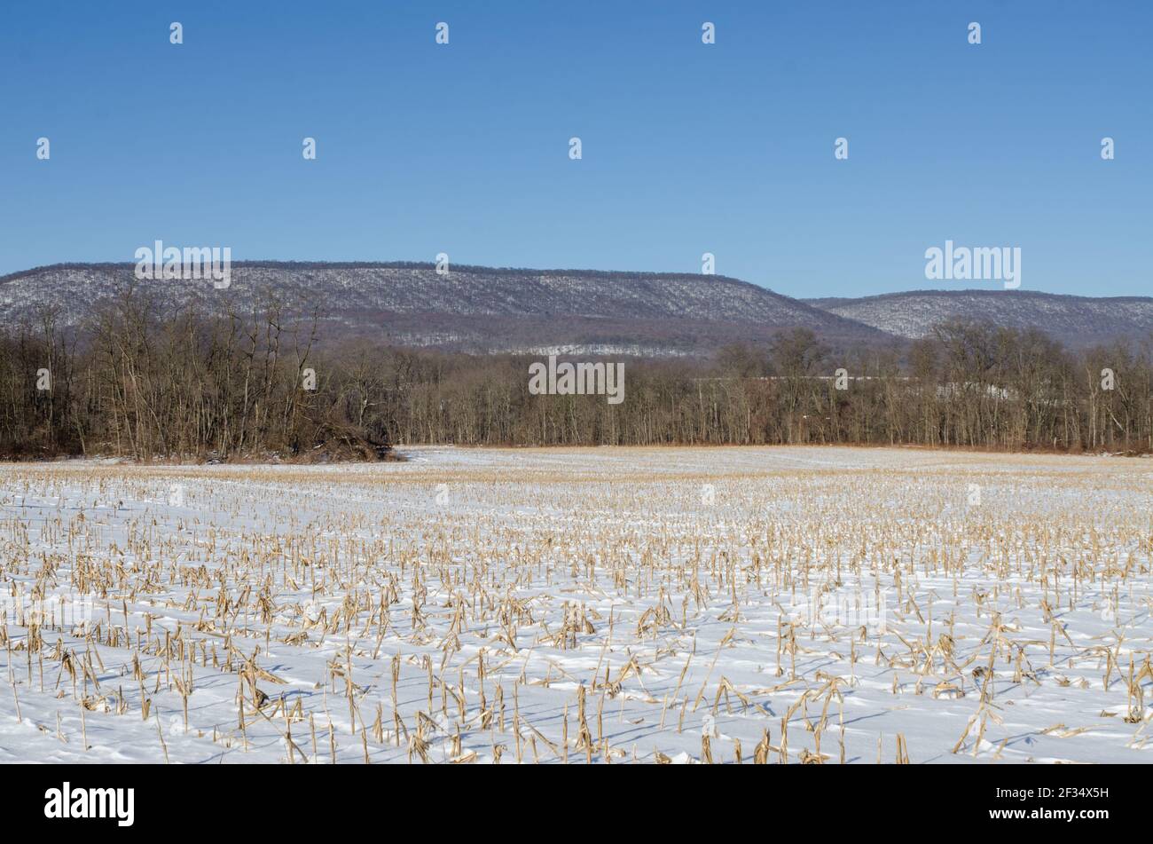 Champ de maïs recouvert de neige avec forêt et crête de montagne en arrière-plan Banque D'Images