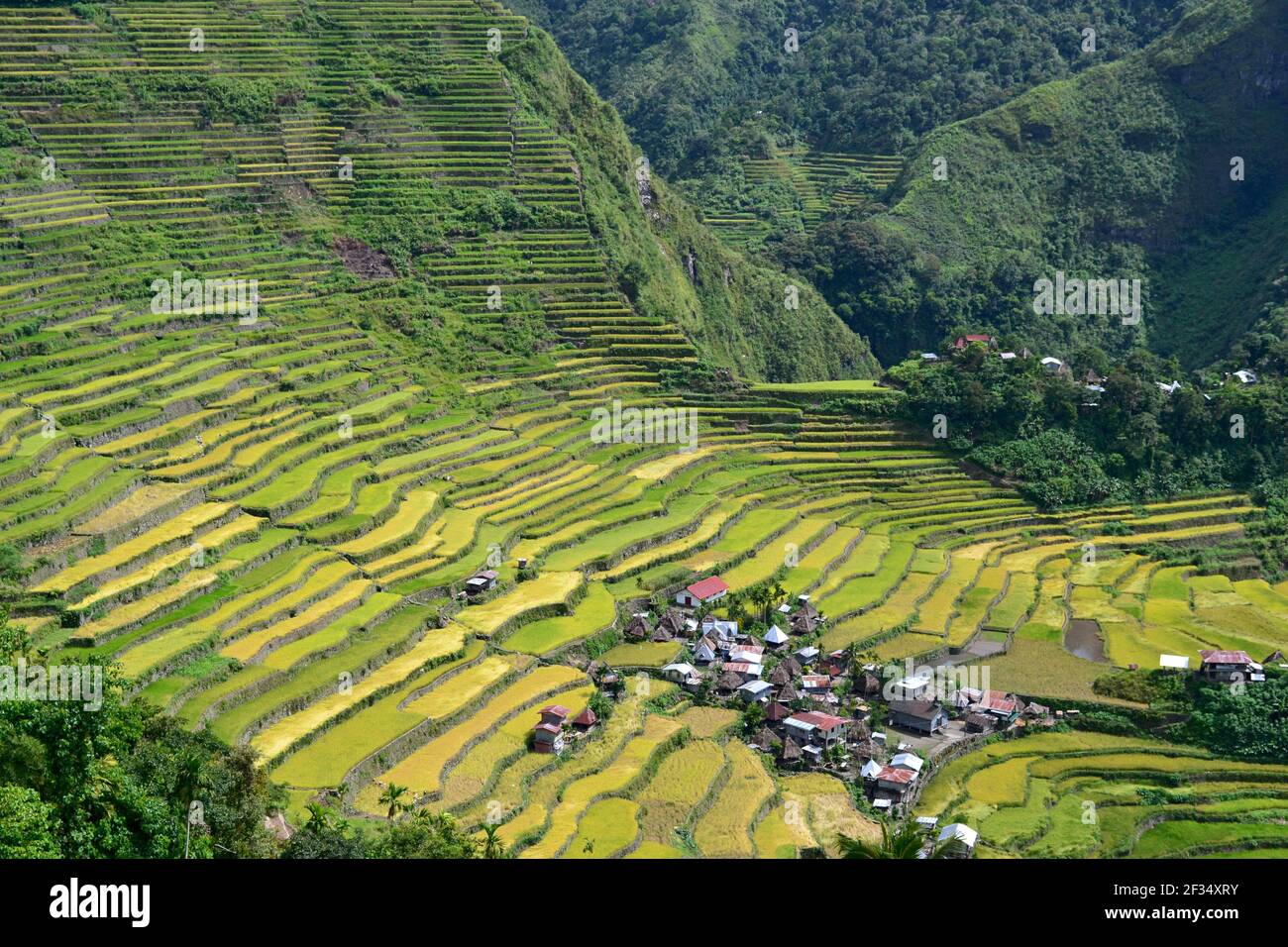 Terrasses de riz à Batad, île de Luzon, Philippines Banque D'Images
