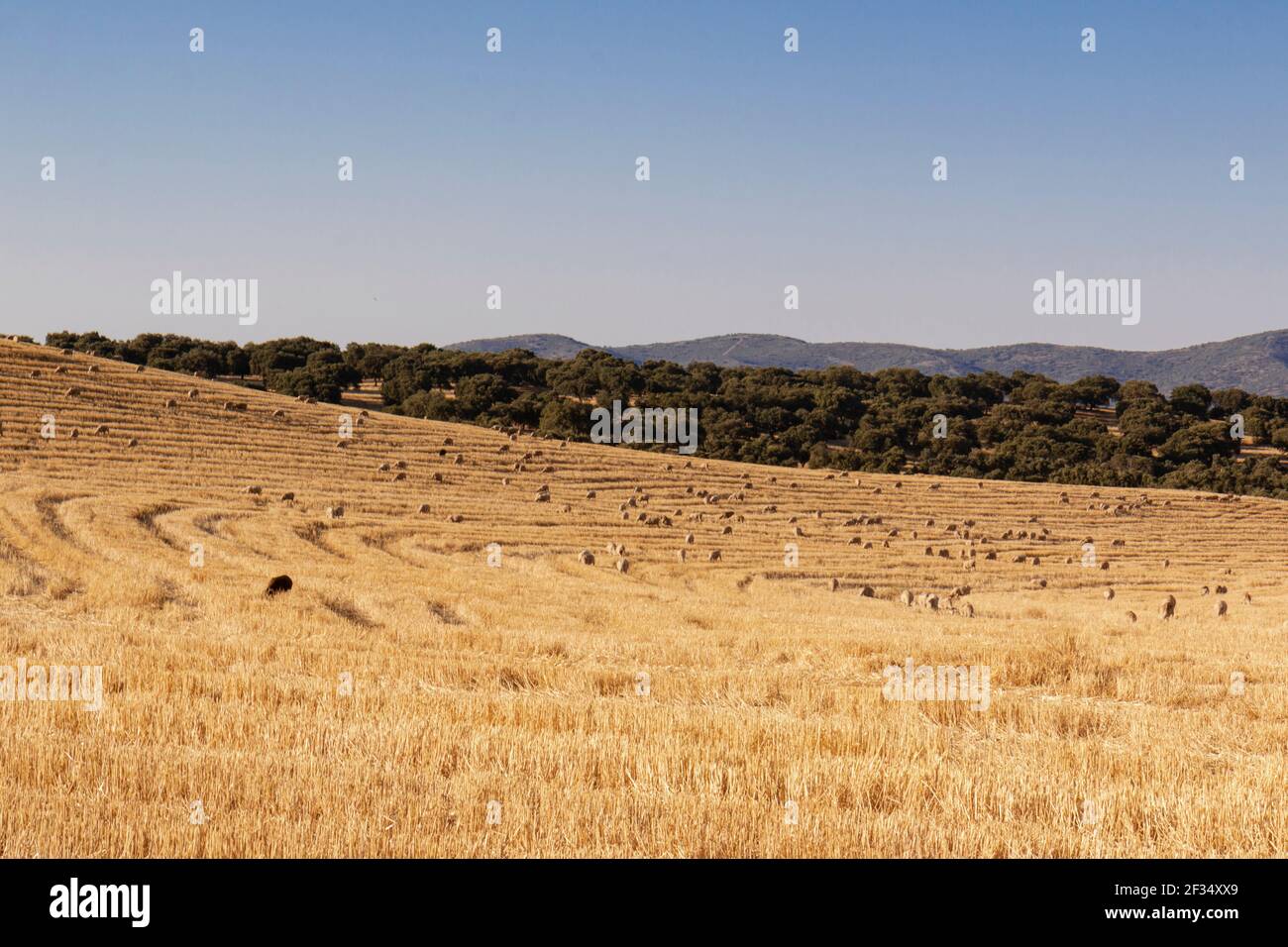 Moutons paître des céréales sur une ferme au coucher du soleil dans le sud de l'Andalousie, Espagne Banque D'Images