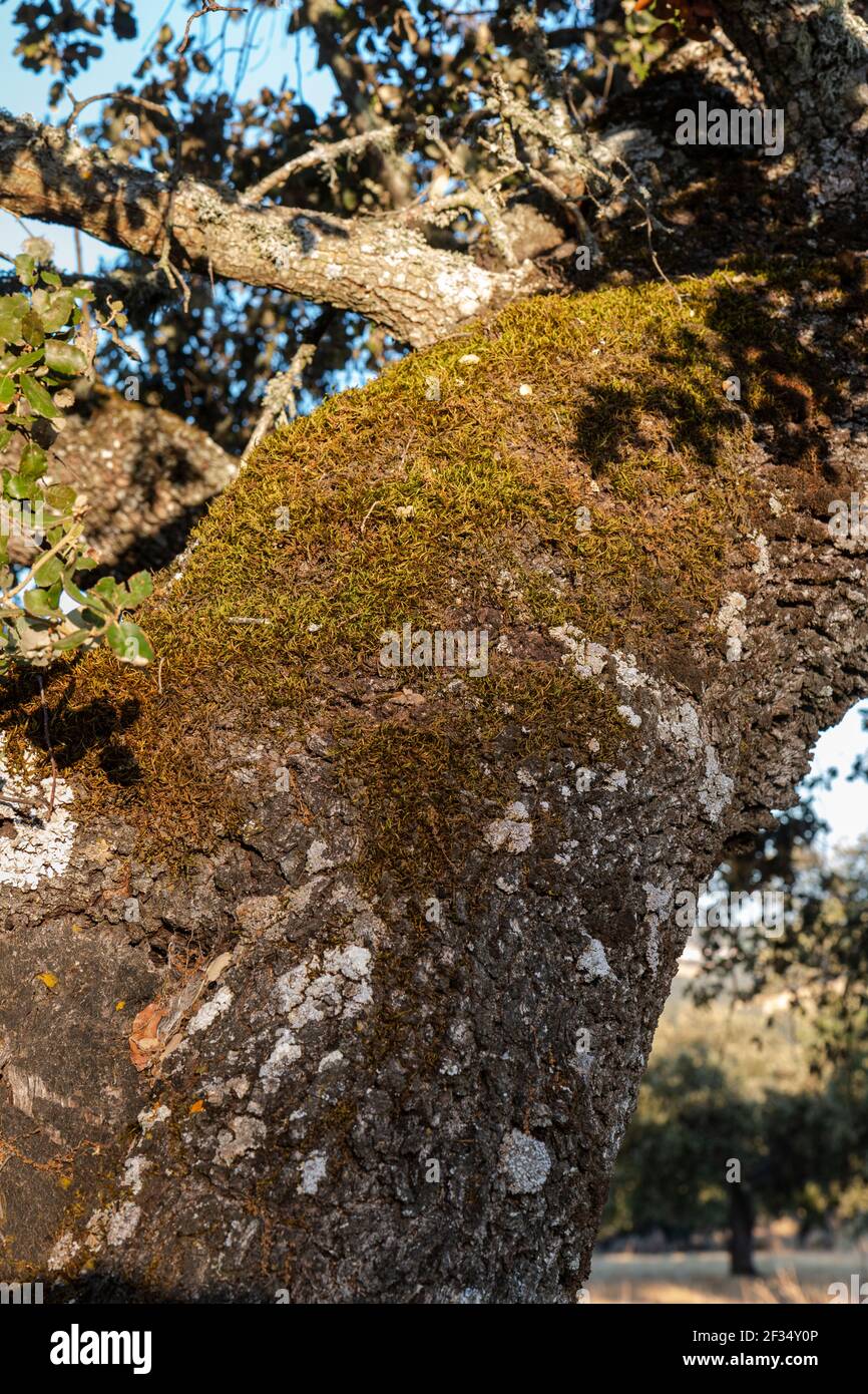 Tronc d'un vieux gland au coucher du soleil dans le sud de l'Andalousie, Espagne Banque D'Images