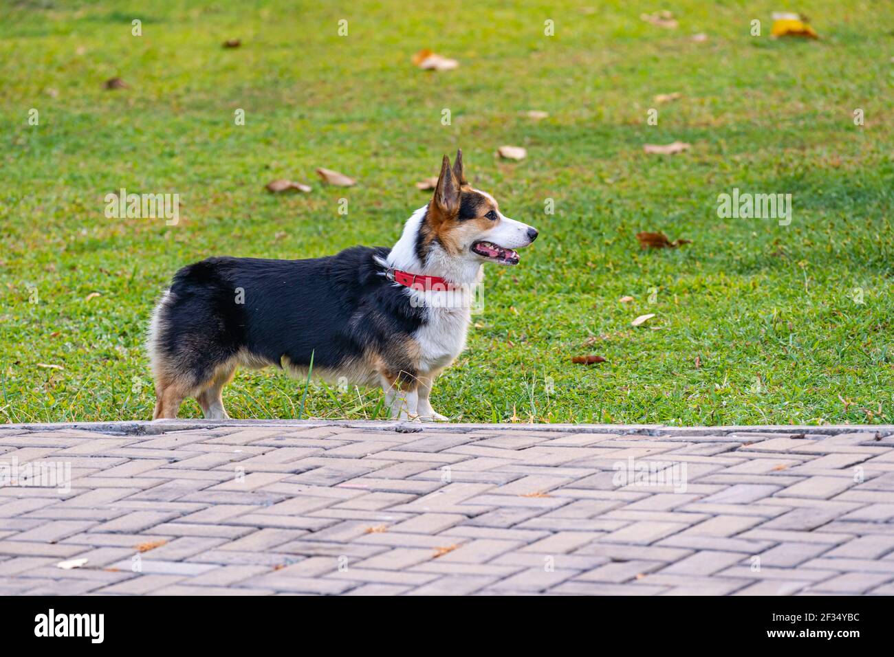 Photo vue latérale du chien corgi gallois de Cardigan debout le parc Banque D'Images