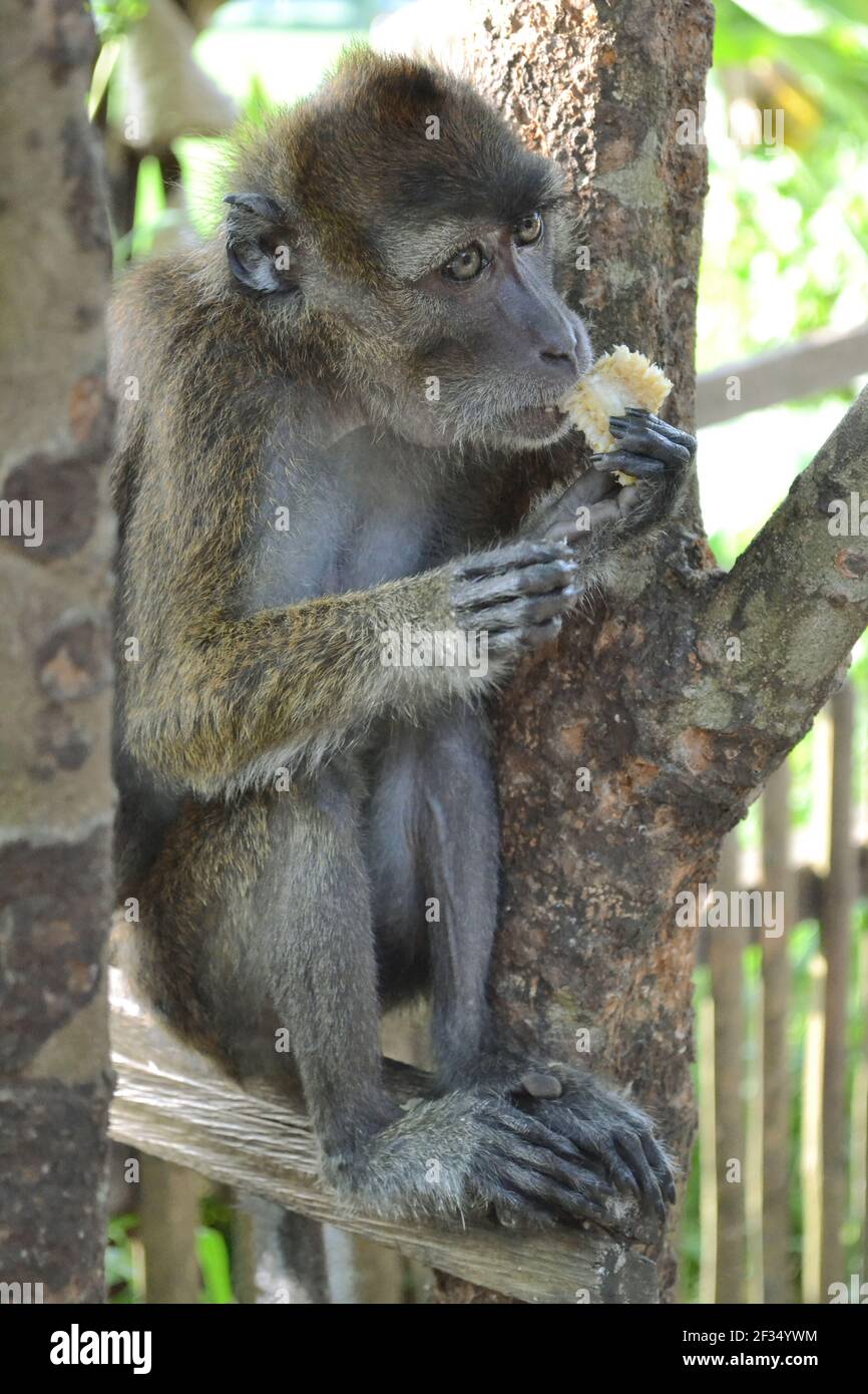 Singe macaque assis sur une branche et mange Banque D'Images