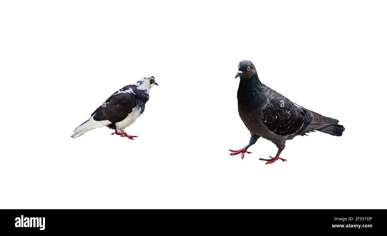 Deux pigeons féroces isolés sur fond blanc avec un masque. Copier l'espace, pas d'ombres. Banque D'Images Deux pigeons féroces isolés sur fond blanc avec un masque. Copier l'espace, pas d'ombres. Banque D'Images
