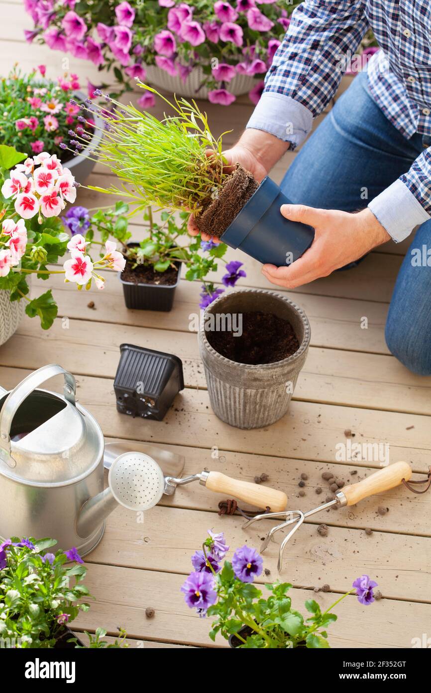 homme jardinier plantant du pansy, fleurs de lavande dans un pot de fleurs dans le jardin sur la terrasse Banque D'Images