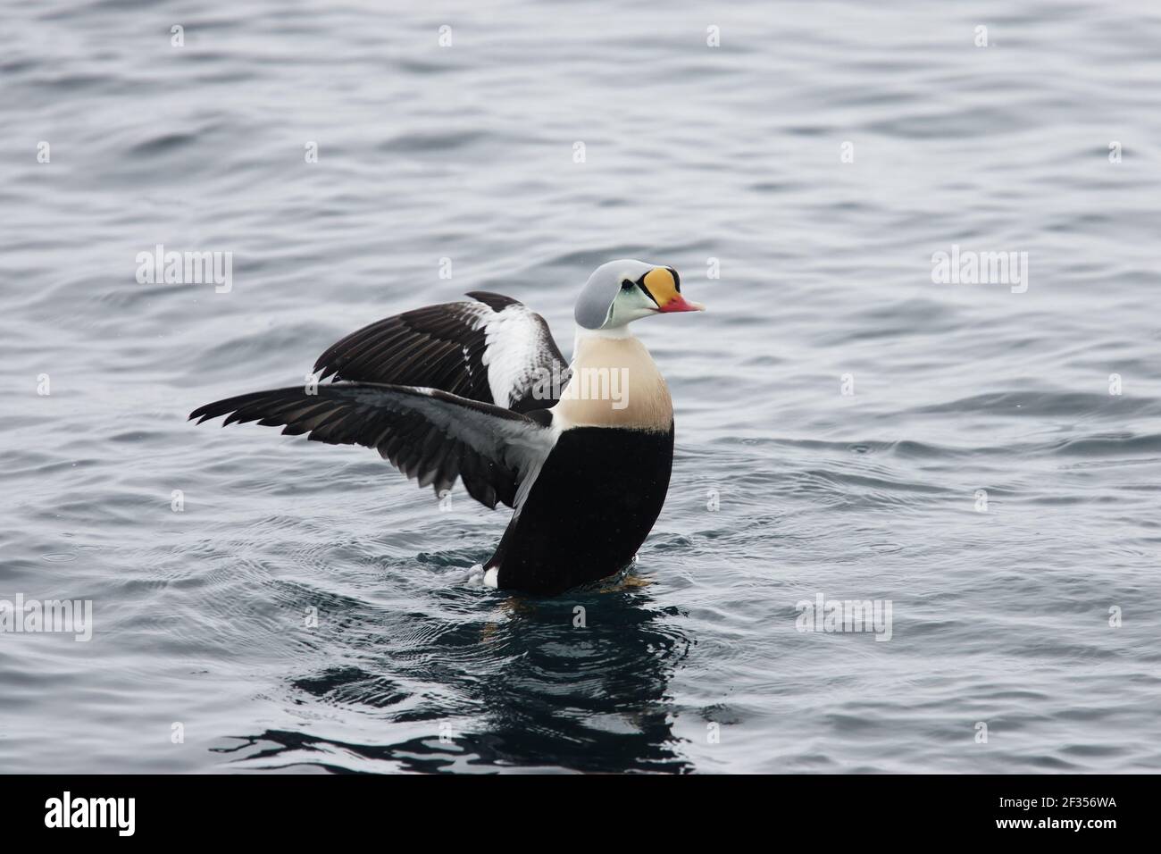 King Eider - Drake Flinking Wings Somateria spectabilis Varanger Fjord Norvège BI013610 Banque D'Images