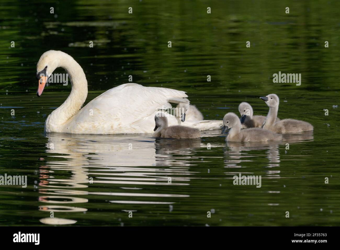 Mute Swan (Cygnus olor), Reddish Vale Country Park, Greater Manchester, Royaume-Uni . Famille avec cygnets Banque D'Images
