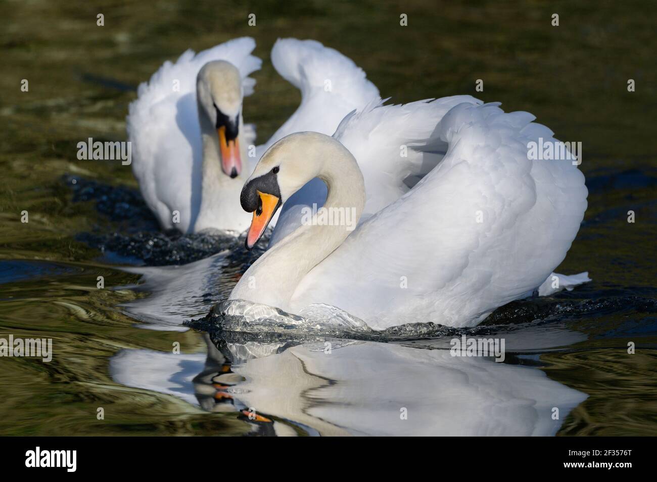 Mute Swan (Cygnus olor), chassant agressivement les jeunes de l'année dernière. Reddish Vale Country Park, Greater Manchester, Royaume-Uni . Banque D'Images