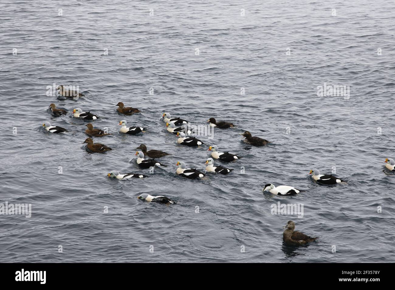 King Eider - Flock d'hiver à la mer Somateria spectabilis Varanger Fjord Norvège BI013636 Banque D'Images