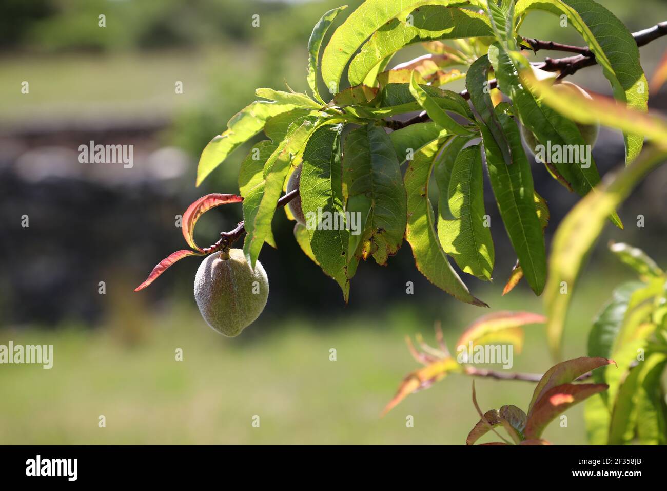 Peach Banque D'Images