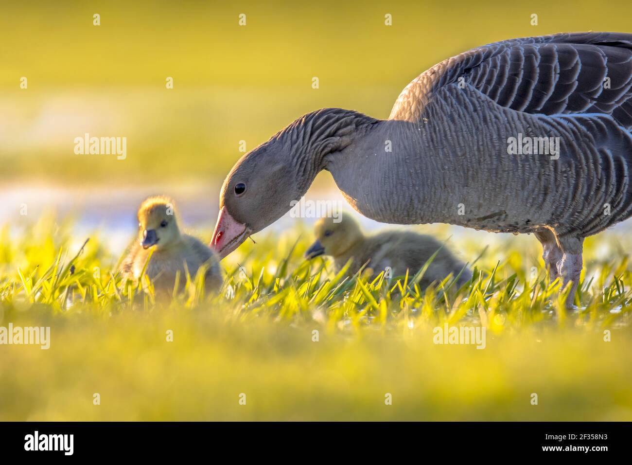 Oiseau-mère de l'oie graylag (Anser anser) avec poussins dans un habitat naturel de milieux humides. Scène de la faune dans la nature. Banque D'Images