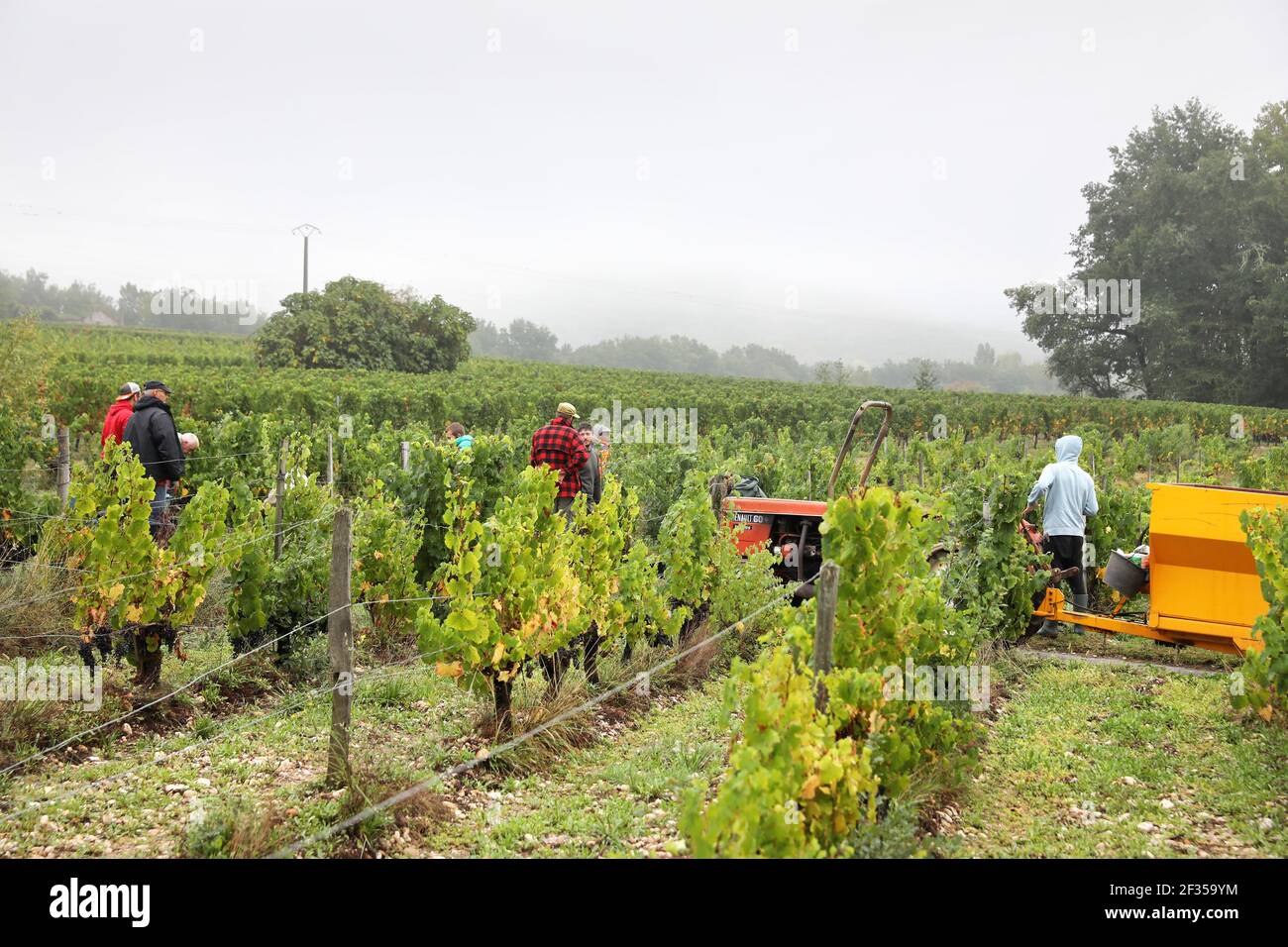 Raisins récoltés à la main dans un vignoble AOC Cahors (PDO) à Prayssac (sud-ouest de la France). Raisins récoltés à la main sous un ciel brumeux Banque D'Images