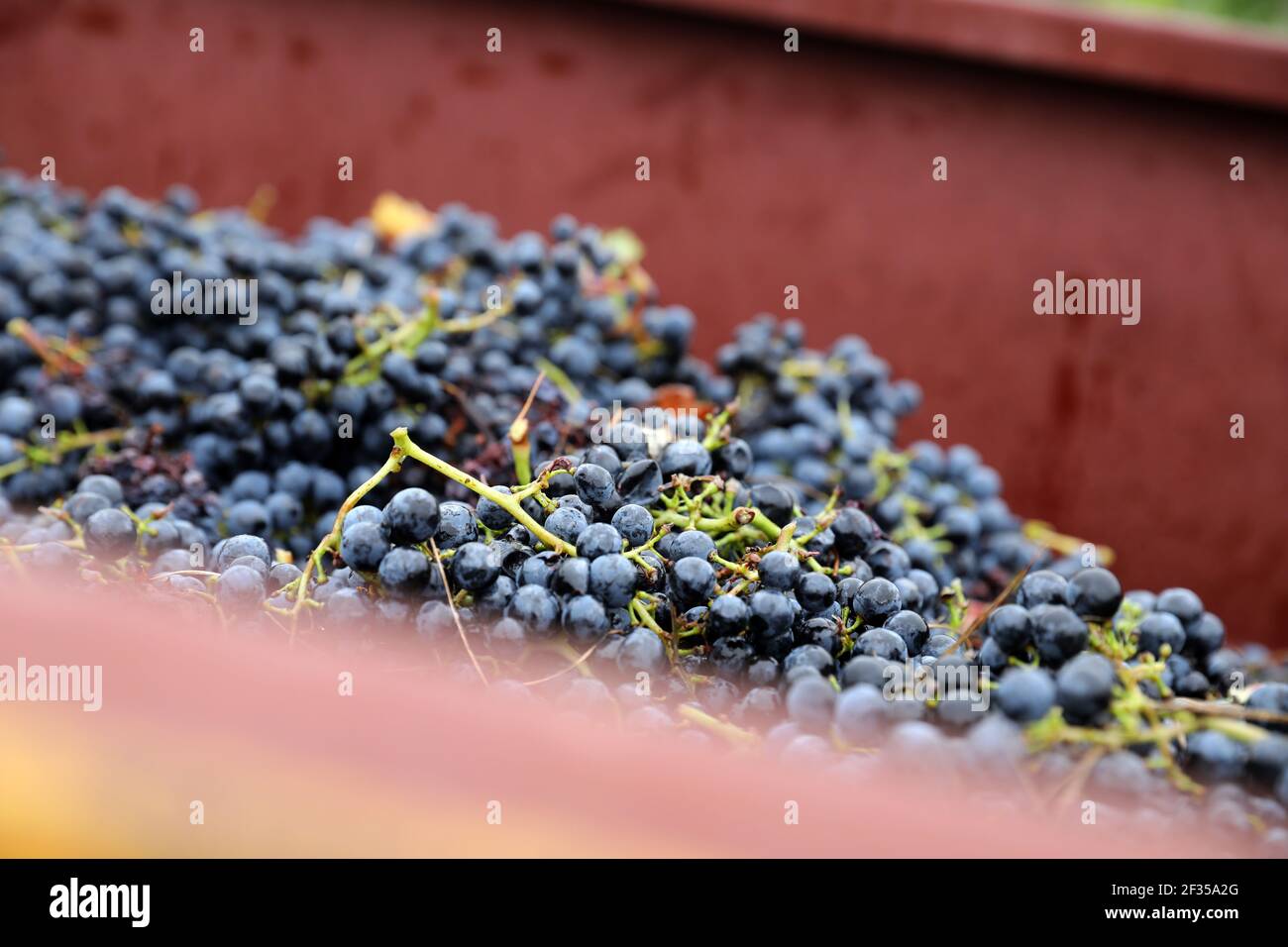 Raisins récoltés à la main dans un vignoble AOC Cahors (PDO) à Prayssac (sud-ouest de la France). Raisins noirs Banque D'Images