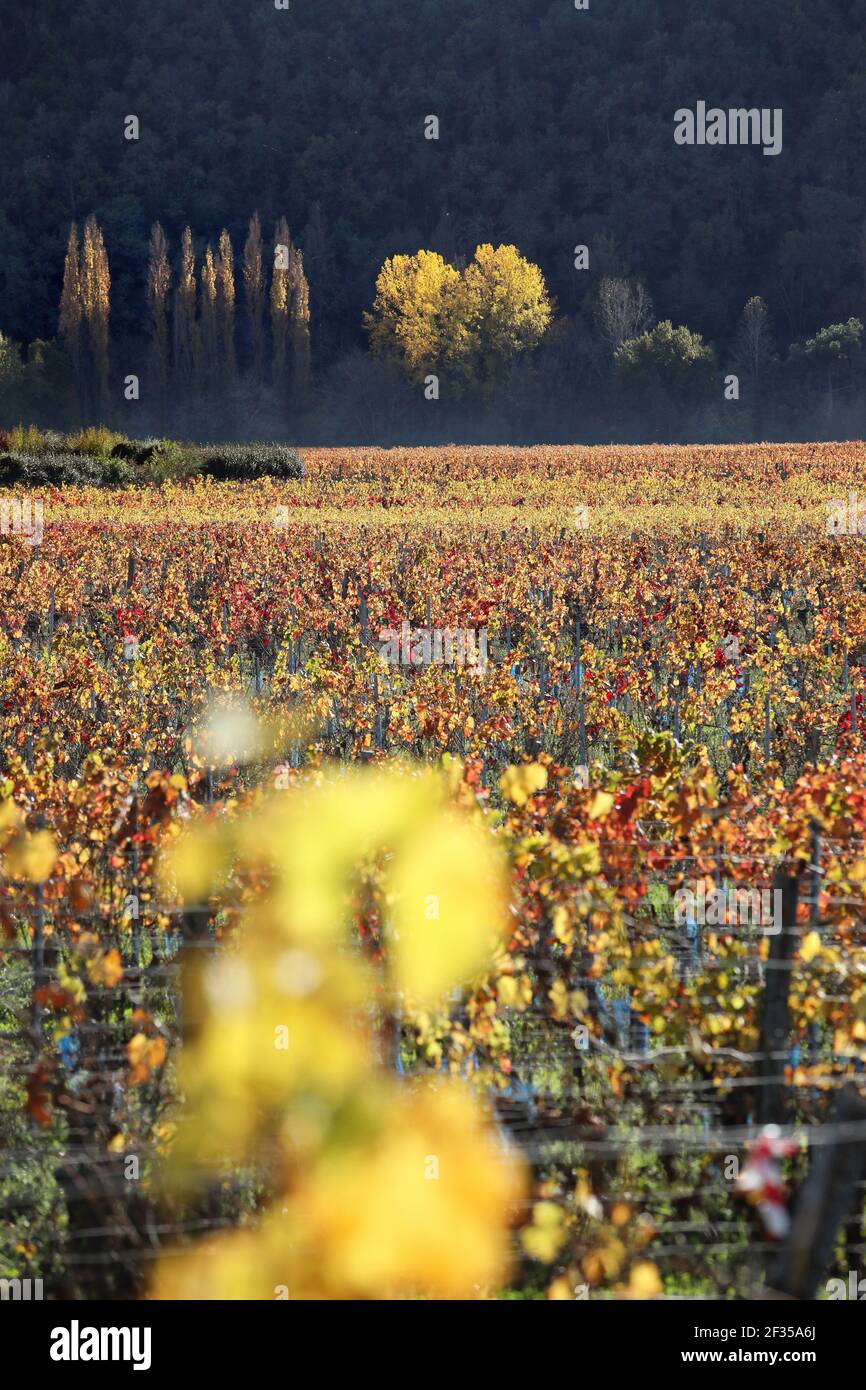 Vignes en automne, vignoble AOC Cahors (PDO) à Prayssac (sud-ouest de la France) Banque D'Images