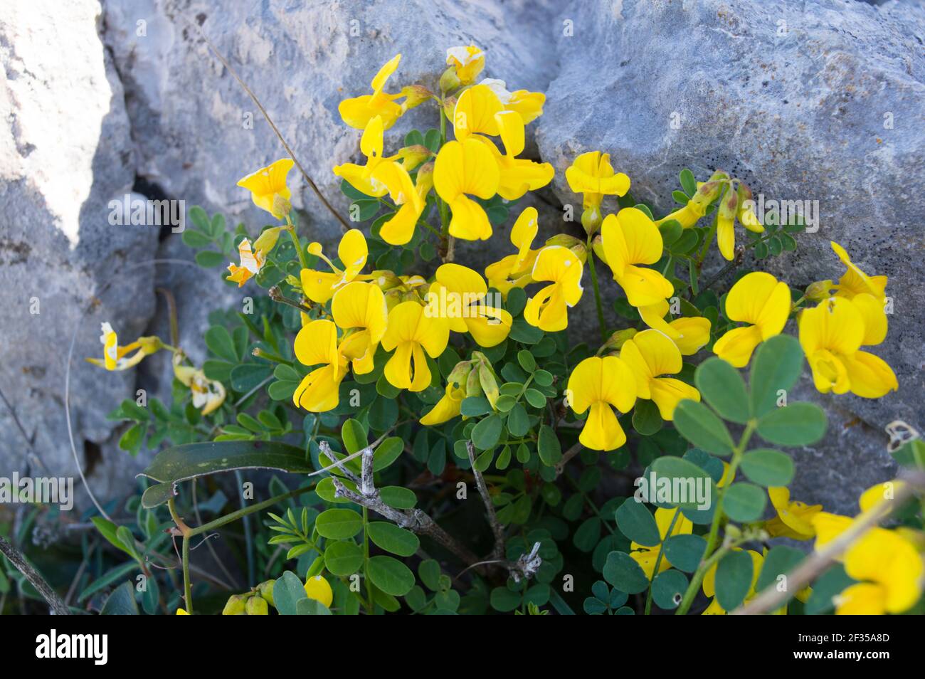 Magnifique arbuste jaune, Colutea arborescens ou vessie-senna, plante méditerranéenne, trouvée en Croatie, région de Dalmatie, près de Zadar Banque D'Images