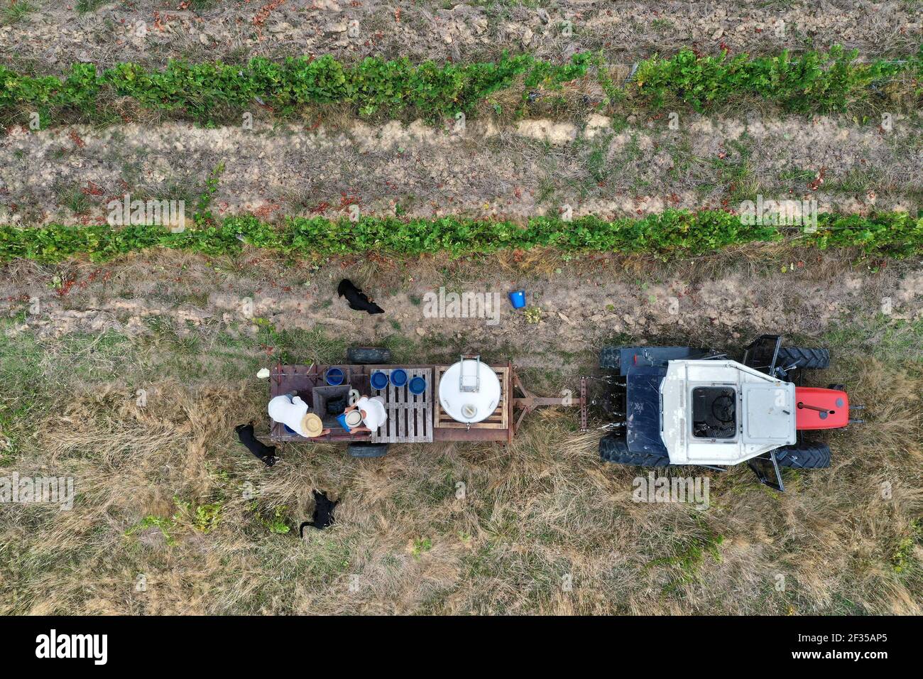 Cueillette à la main : vue aérienne d'un vignoble pendant la récolte manuelle. Tracteur et moissonneuses Banque D'Images