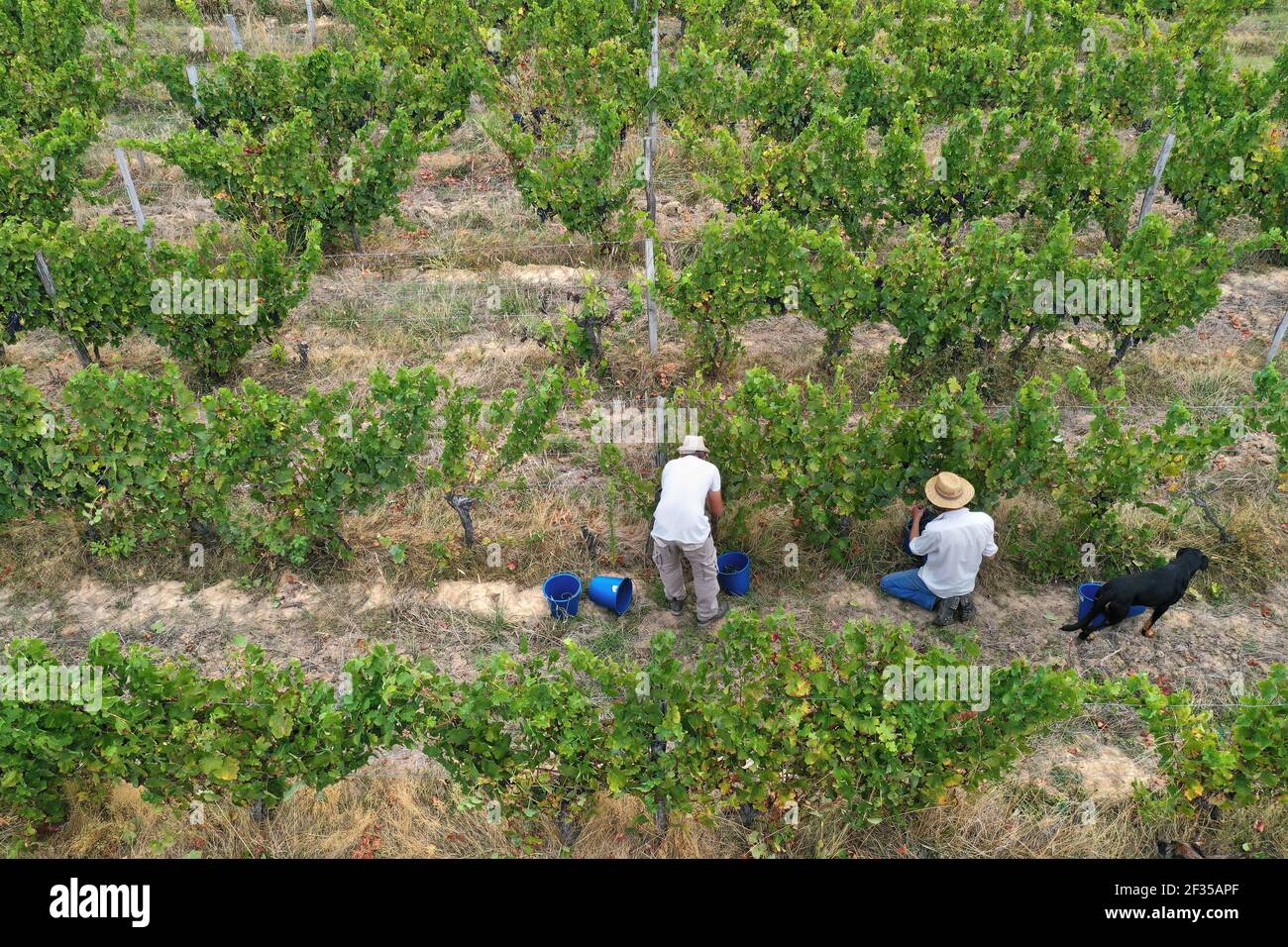 Cueillette à la main : vue aérienne d'un vignoble pendant la récolte manuelle. Deux hommes et un chien parmi les vignes Banque D'Images