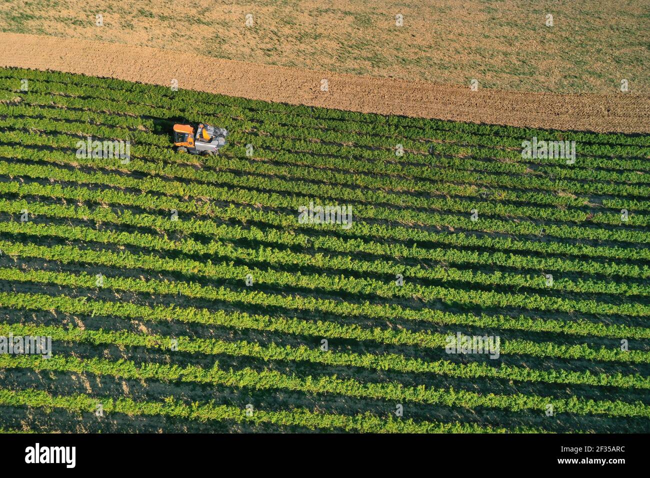 Montpezat-de-Quercy (sud de la France) : vue aérienne des vignes, vignoble AOC Coteaux du Quercy (PDO). Véhicule agricole au milieu des vignes Banque D'Images