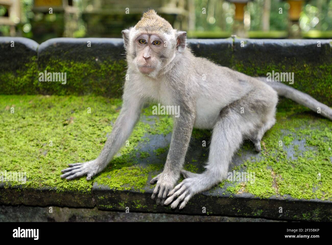 Sangeh, Pura Bukit Sari Temple; Temple des singes; singe javanais, macaque, Macaca fasciularis, Bali, Indonésie Banque D'Images