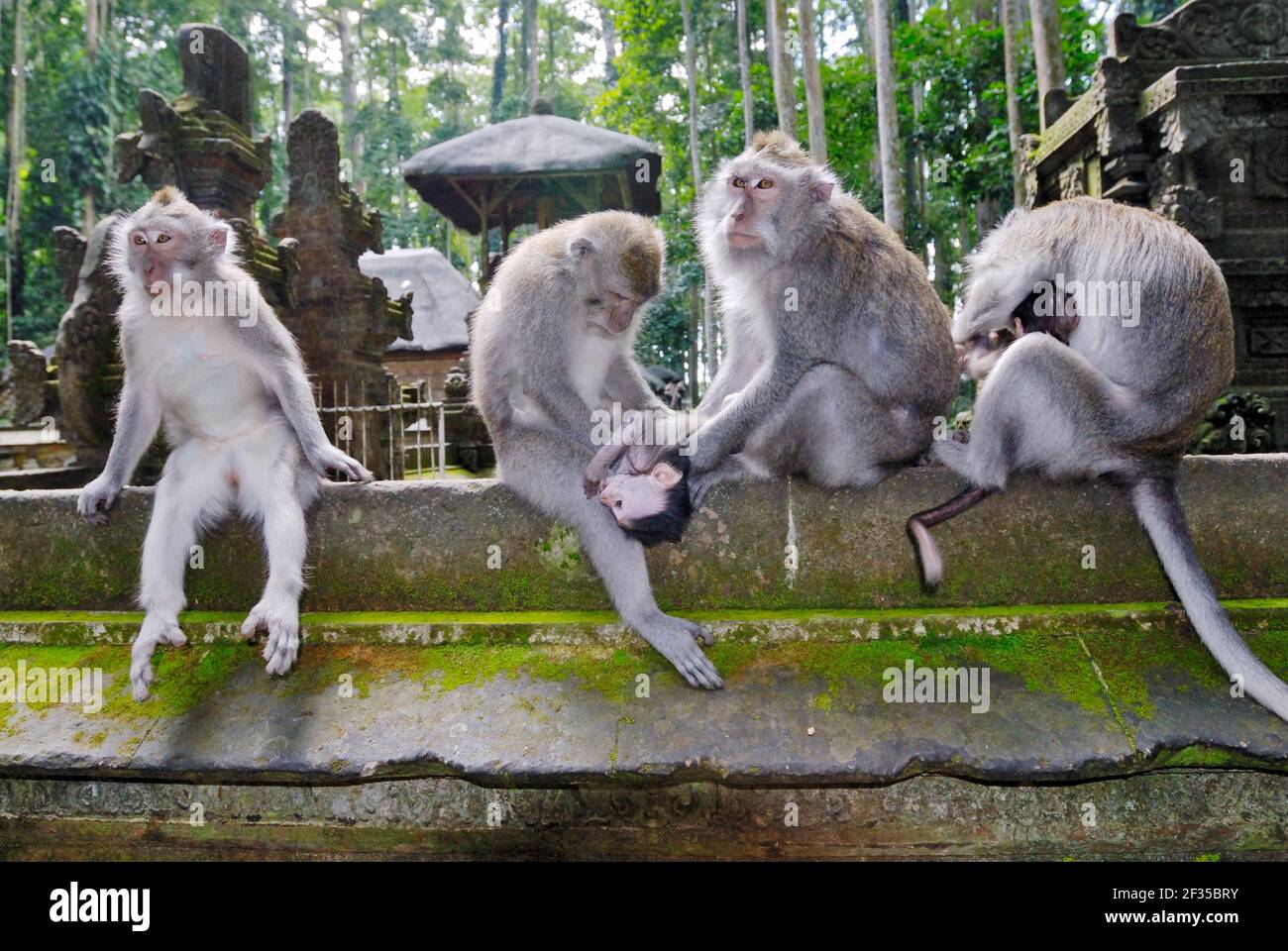 Sangeh, Pura Bukit Sari Temple; Temple des singes; singe javanais, macaque, Macaca fasciularis, Bali, Indonésie Banque D'Images