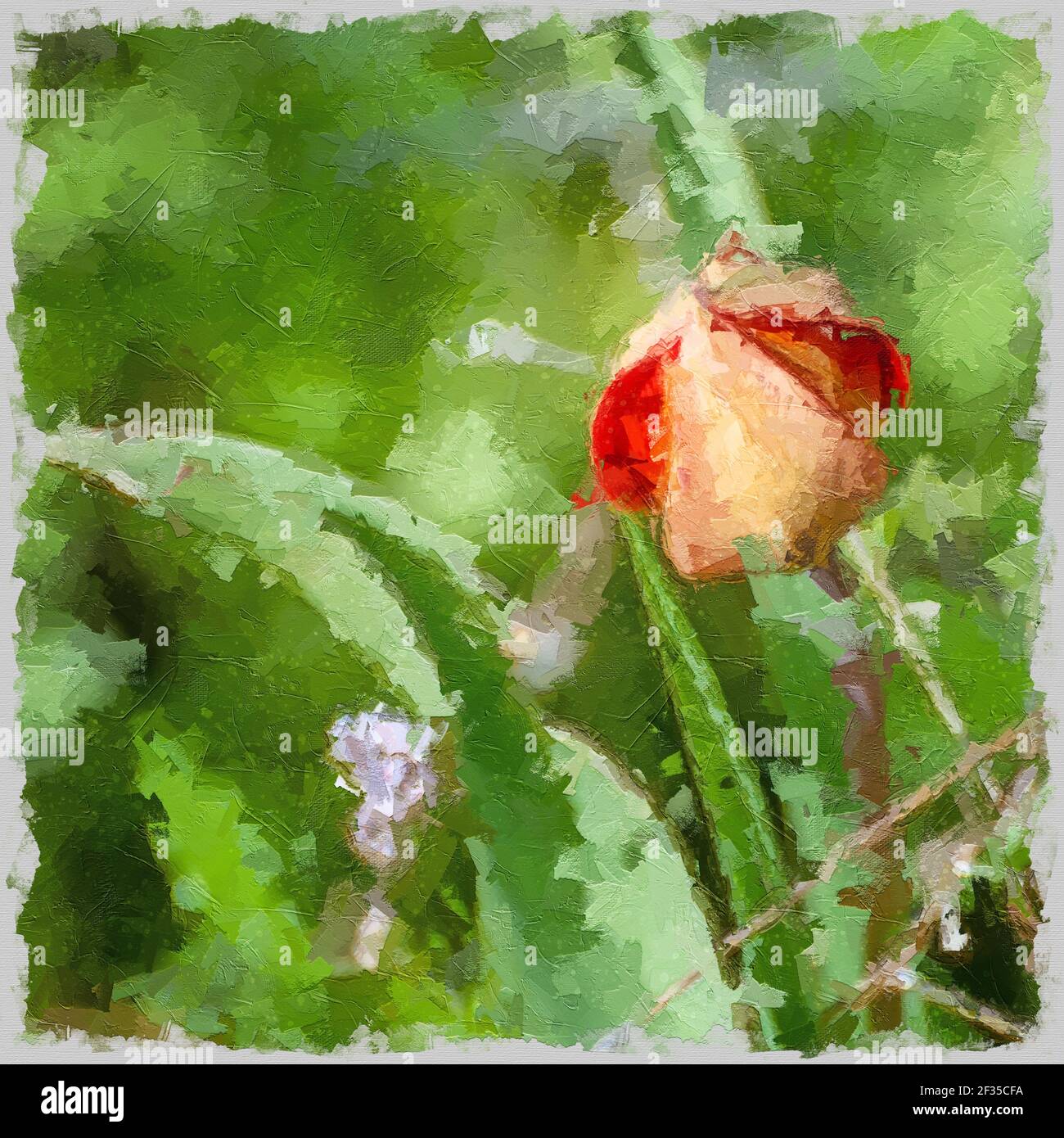 Image numériquement rehaussée d'une tulipe de montagne sauvage (Tulipa agenensis) bouton de fleur Banque D'Images