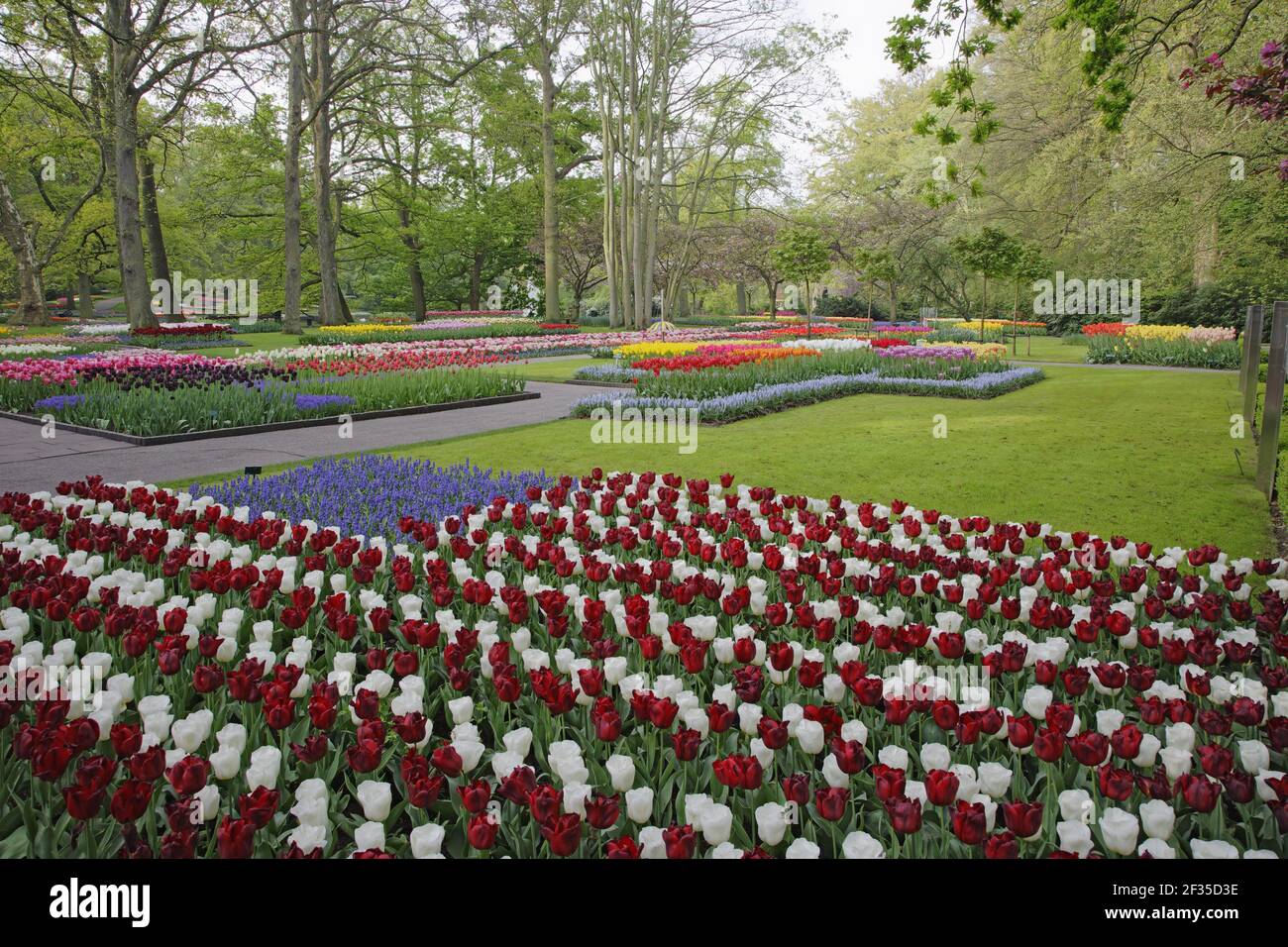 Jardins de Keukenhof dans les lits de SpringTulip et autres fleurs de printemps pays-Bas PL001514 Banque D'Images