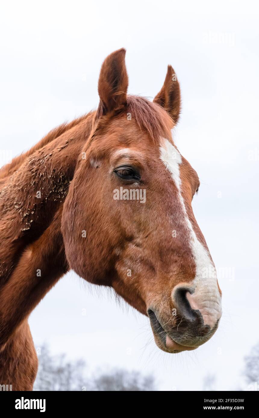 Vue de face d'un cheval de race brune domestique (Equus ferus caballus) sur un pâturage dans la campagne en Rhénanie-Palatinat, Allemagne, Europe Banque D'Images