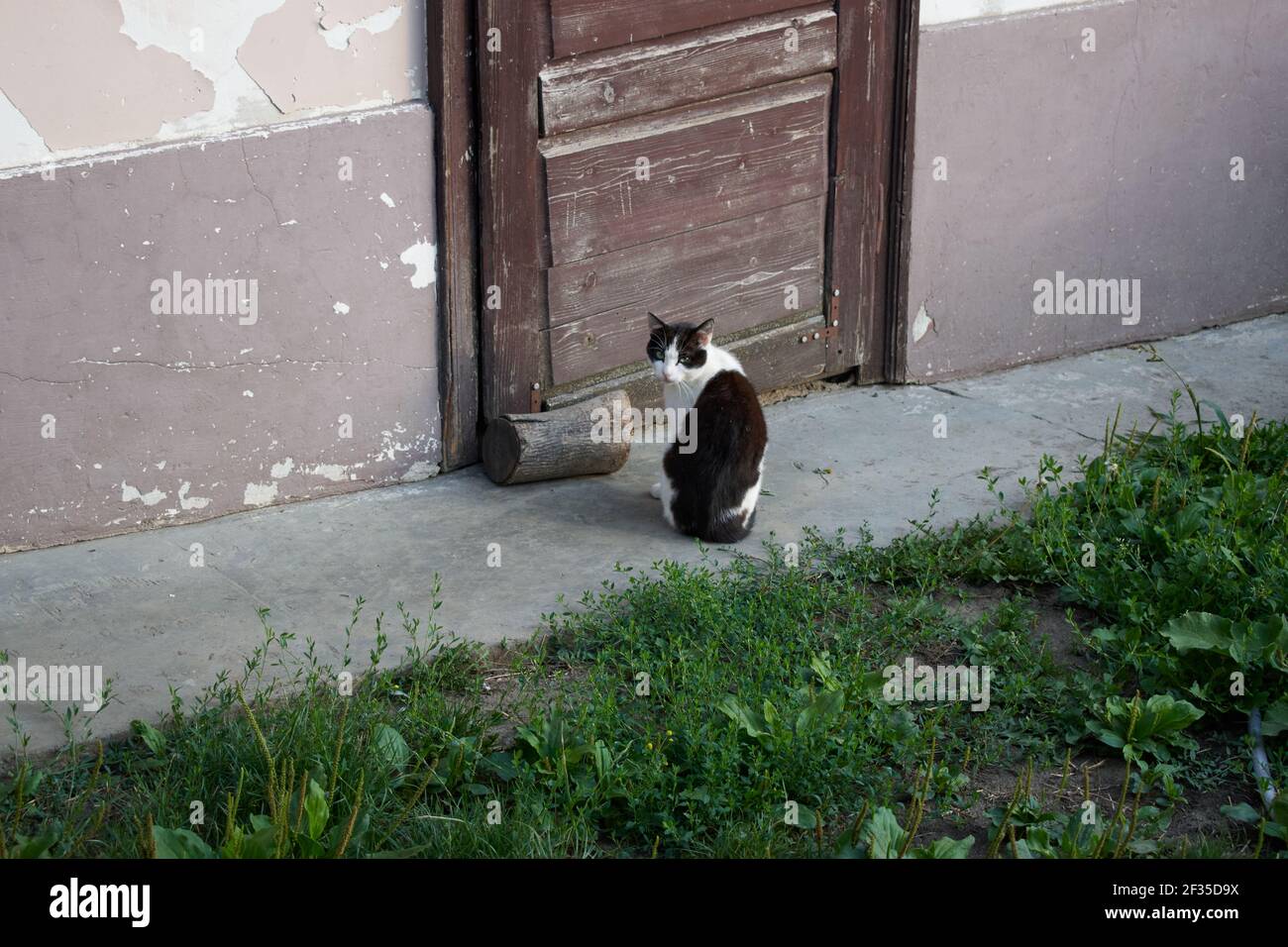 Chat blanc avec des taches noires dans la campagne Banque D'Images