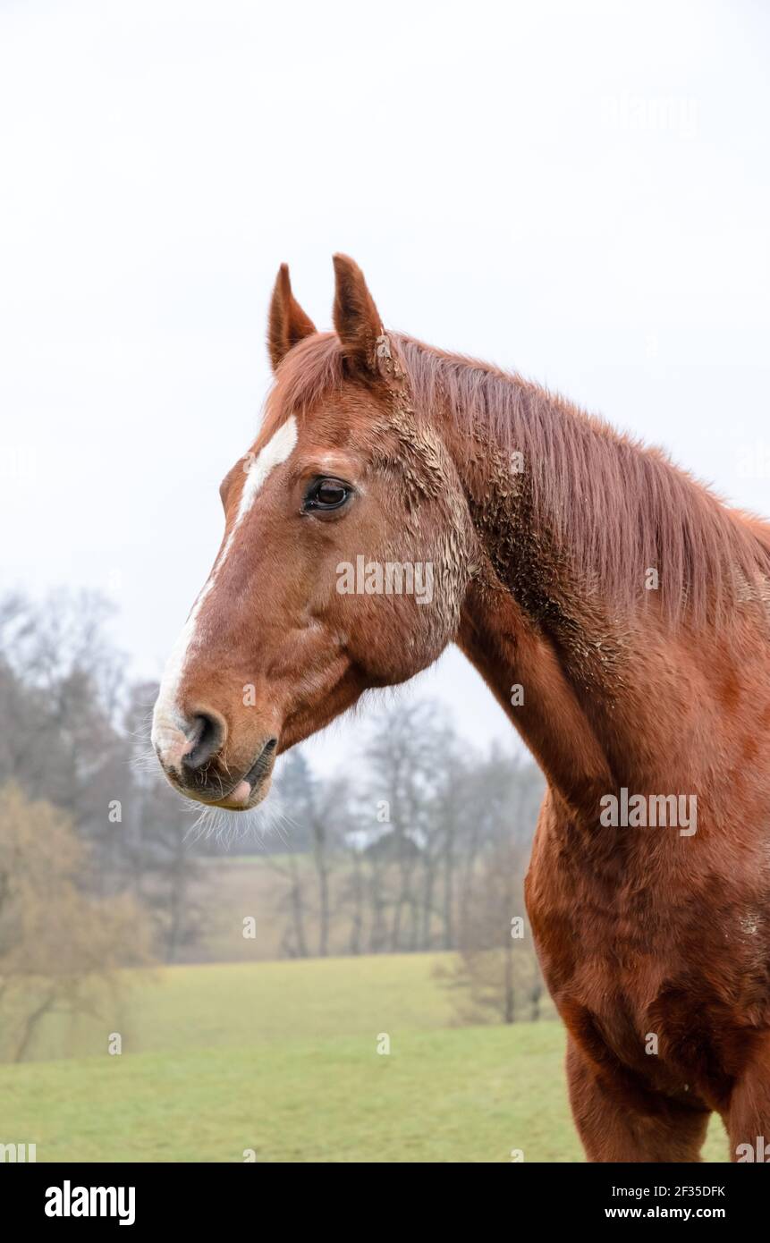 Vue latérale d'un cheval de race brune domestique (Equus ferus caballus) sur un pâturage dans la campagne en Rhénanie-Palatinat, Allemagne, Europe Banque D'Images