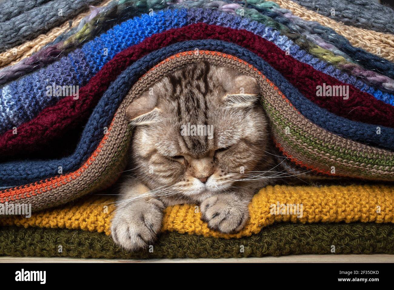 Le Chat Ecossais Bourre Furieux Se Cacha Dans Un Tas De Tricots Colores Preparation Au Froid Photo Stock Alamy