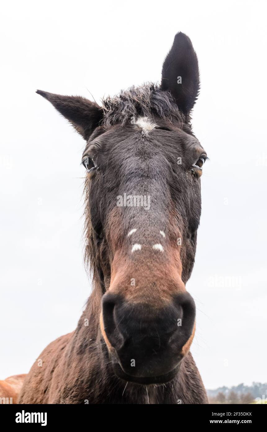 Vue de face d'un cheval de race brune domestique (Equus ferus caballus) sur un pâturage dans la campagne en Rhénanie-Palatinat, Allemagne, Europe Banque D'Images