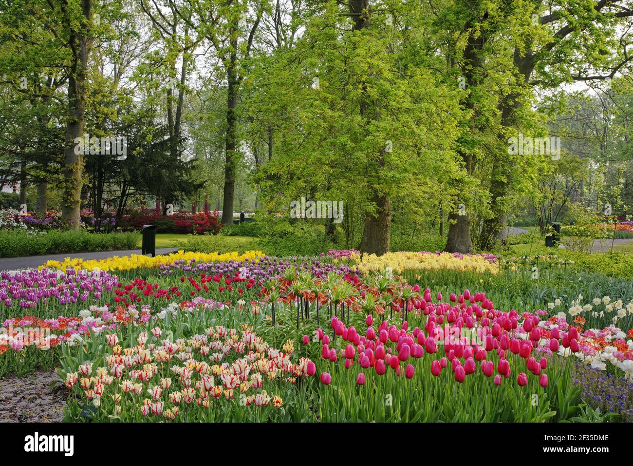 Jardins de Keukenhof dans les lits de SpringTulip et autres fleurs de printemps pays-Bas PL001572 Banque D'Images